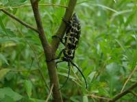 Cottonwood Borer Beetle