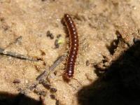 Millipede