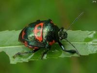 Anchor Stink Bug