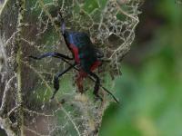 Giant Strong-nosed Stink Bug Nymph