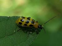 Spotted Cucumber Beetle