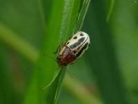 Casebearer Leaf Beetle