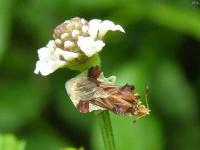 Jagged Ambush Bug