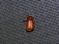 May Beetle