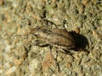 Broad-nosed Weevil