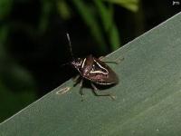 Stink Bug