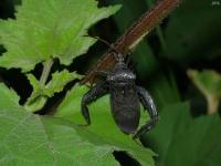 Leaf-footed Bug