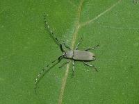 Flat-Faced Long-horned Beetle