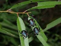 Stink Bug Nymphs