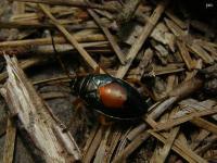 Largus Plant Bug Nymph