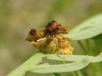 Jagged Ambush Bugs