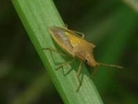 Rice Stink Bug