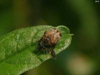 Large-horned Bruchid Beetle