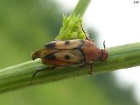 Wedge-shaped Beetle