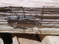 Southern Two-striped Walking Stick