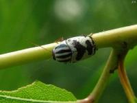 Casebearer Leaf Beetle