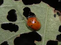 Golden Tortoise Beetle