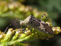 Spot-sided Coreid Bug