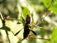 Long-horned Beetle