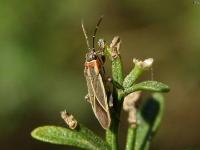 Seed Bug