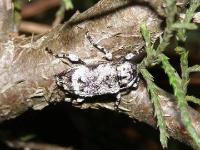 Flat-Faced Long-horned Beetle