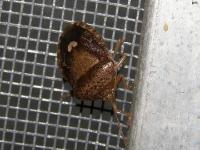 Edessa sp. Stink Bug