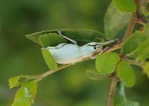 Golden Headed Broad Nosed Weevil(Compsus auricephalus)