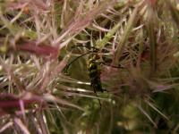 Zebra Long-horned Beetle