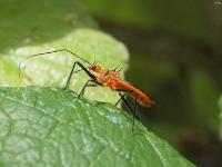 Red Bull Assassin Bug