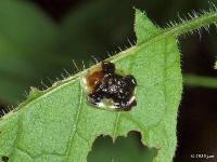 Clavate Tortoise Beetle