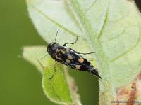 Tumbling Flower Beetle