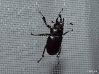 Stag Beetle