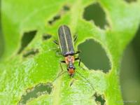 Soldier Beetle