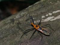 Milkweed Assassin Bug