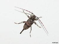 Flat-faced Long-horned Beetle