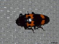 Pleasing Fungus Beetle