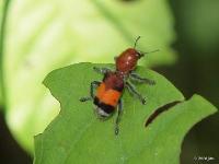 Checkered Beetle