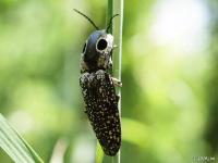 Eyed Click Beetle