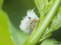 Green Lacewing Debris Carrying Larvae