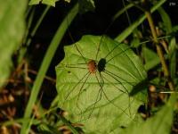 Harvestman