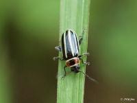 Flea Beetle