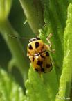 Casebearer Leaf Beetle