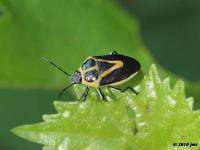 Predatory Stink Bug