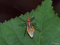 Red Bull Assassin Bug