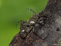 Flat-Faced Long-horned Beetle