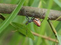 Wheel Bug Nymph