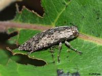 Metallic Wood Boring Beetle