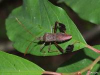 Leaf-footed Bug