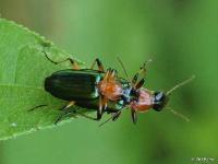 Ground Beetle