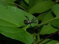 Leaffooted Bug Nymph